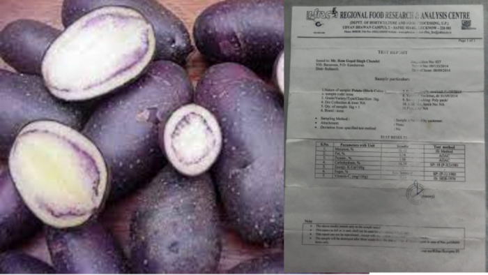 शुगर फ्री होता है काला आलू