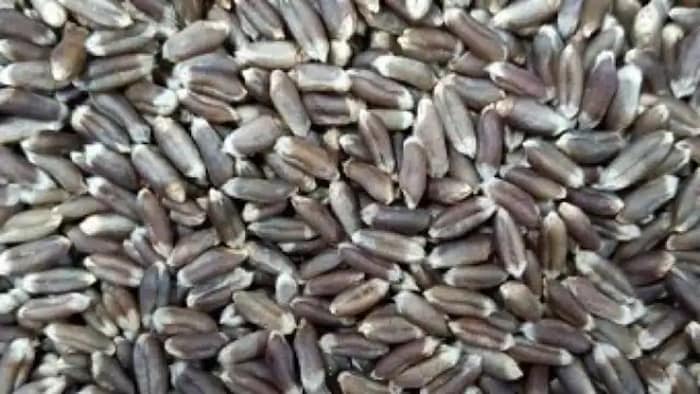 काले गेहूँ की खेती