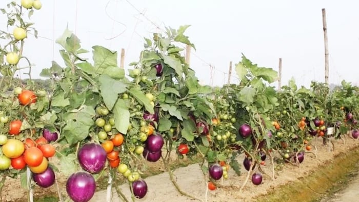 एक ही पौधे से अब टमाटर और बैंगन की फसल ले सकेंगे किसान