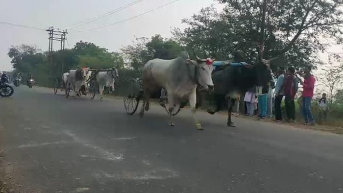 हमीरपुर में बैलगाड़ी दौड़ आयोजित की गई