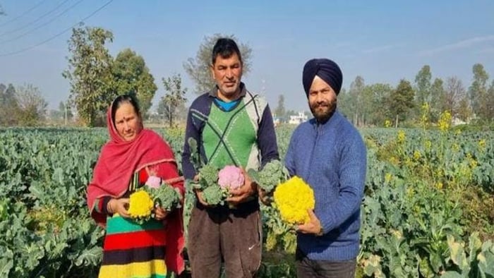 फूलगोभी की आधुनिक खेती करने वाले जम्मू के किसान सोहन लाल शर्मा (फोटो-@AgriGoI)