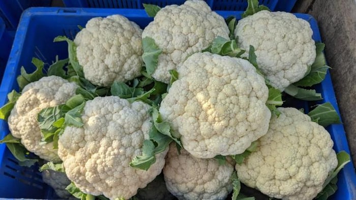 जनवरी में पछेती गोभी की फसल से होगी बंपर कमाई