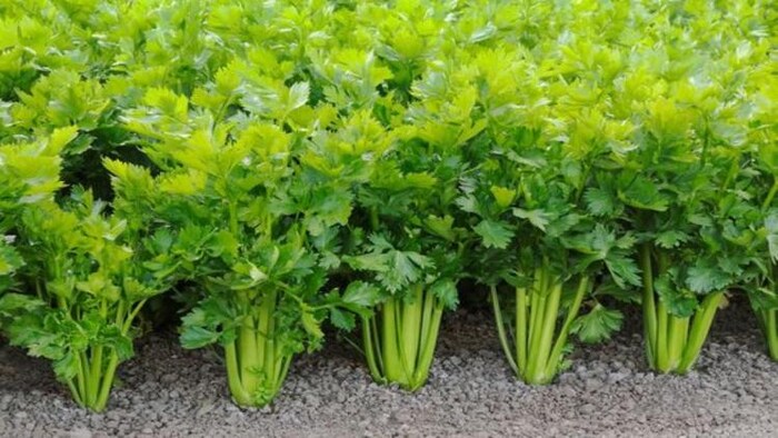 celery Cultivation