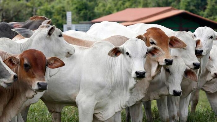 देश के कई राज्य आवारा पशुओं से परेशान हैं, मध्य प्रदेश सरकार ने इनके रख रखाव के लिए नई गौशालाओं का निर्माण कराया है, गोवंशों की प्रतीकात्मक तस्वीर, Photo: Freepik