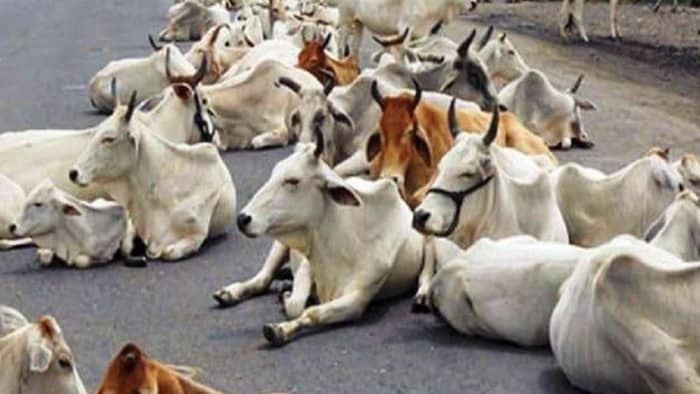 सड़को पर बैठे छुट्टा पशु