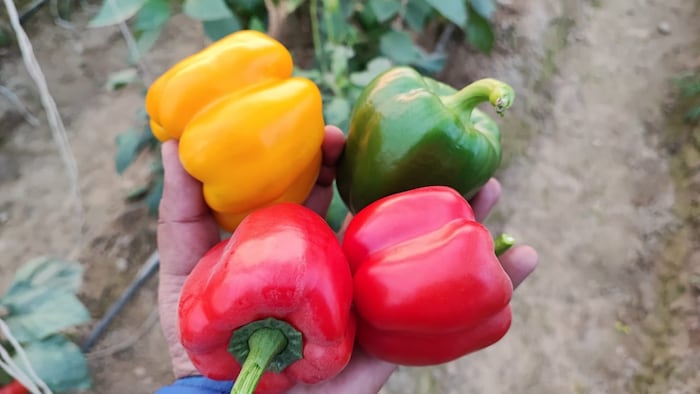 रंगीन शिमला मिर्च की खेती