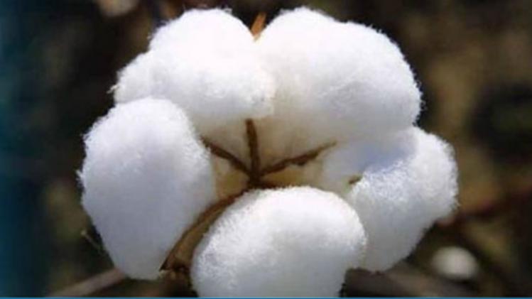 कपास की कीमतों में आई गिरावट.