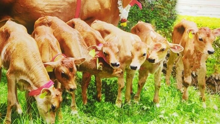 गाय, भैंस पालने के लिए मिलेगा लोन. (Photo-Kisan Tak)