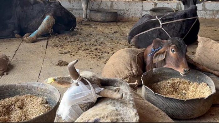 गौशाला में ऐसे किया जा रहा है घायल गायों का इलाज.