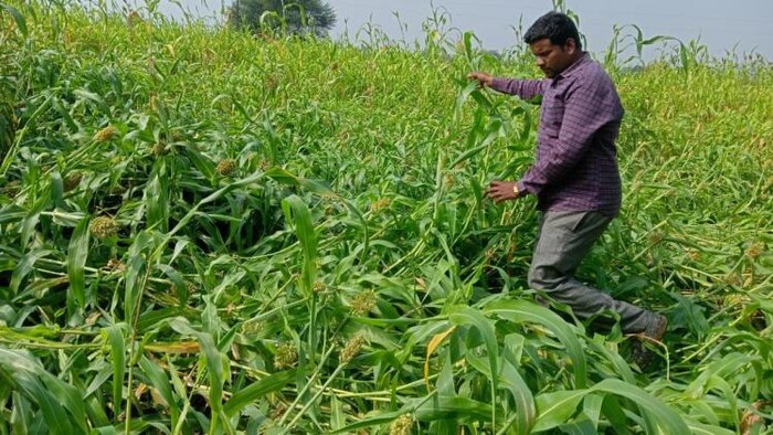 महाराष्ट्र के जालना में बारिश और ओलावृष्टि से खराब हुई ज्वार की फसल.