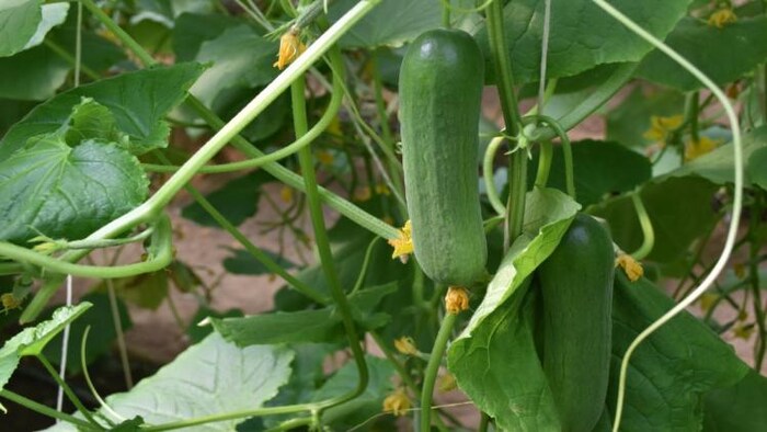 विदेशों में भारतीय खीरे की मांग में बड़ी तेजी देखी जा रही है