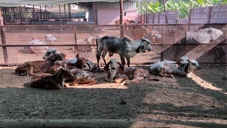 Dairy: गुजरात के हीरा कारोबारी को ऐसे मिला गौशाला का सुपरहिट मॉडल