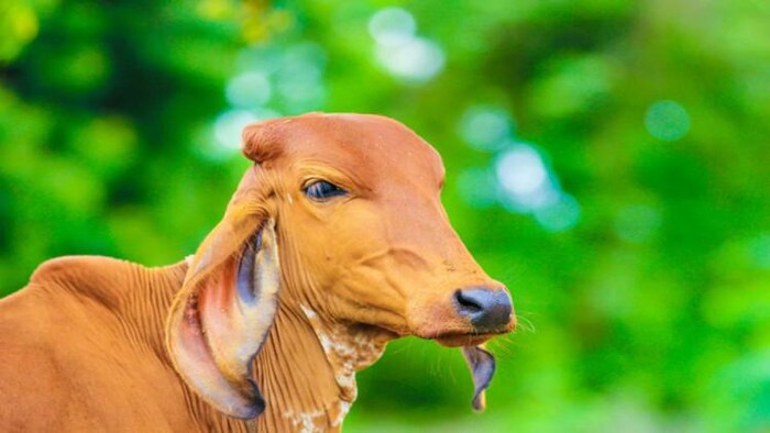 गुजरात की तापी कोर्ट ने गाय को सिर्फ पशु ही नहीं बल्कि माता माना है, फोटो: freepik