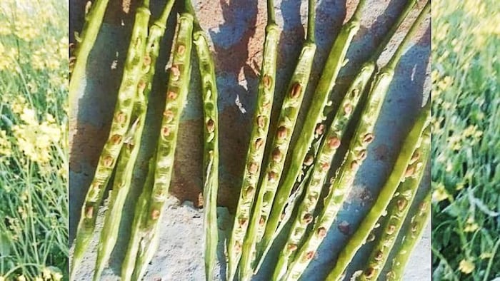 पाले से सरसों के दाने खराब हो रहे हैं. (Photo-Pradhuman)