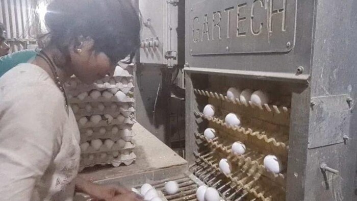 पोल्ट्री फार्म का प्रतीकात्मक फोटो.