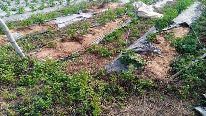 हाथियों ने खेत में किया नुकसान फाइल फोटोः किसान तक