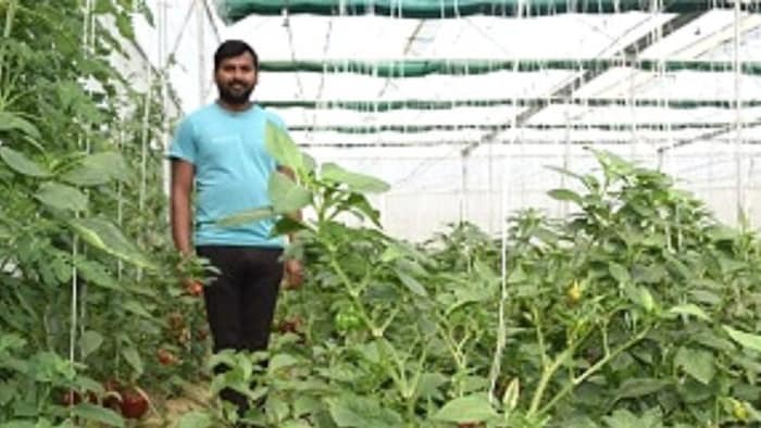पॉली हाउस में शिमला मिर्च की खेती में मिली सफलता (फोटो साभार:ICAR)