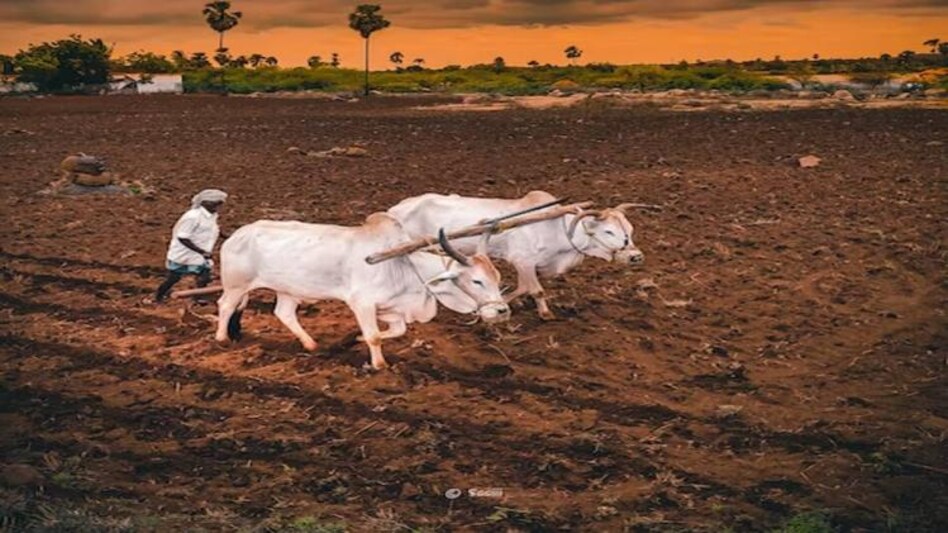 Explainer: मराठवाड़ा में पिछले साल 1023 किसानों ने दी जान, ये रही वजह Explainer: मराठवाड़ा में पिछले साल 1023 किसानों ने दी जान, ये रही वजह