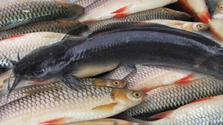 ठण्ड से मछलिओं का बचाव