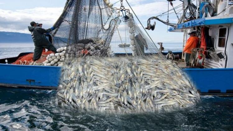 मत्स्य संपदा योजना के तहत मछुआरों को मिलते हैं कई लाभ (सांकेतिक तस्वीर pinterest)