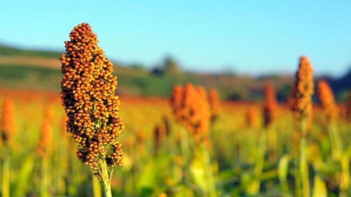 Foxtail Millet benefits