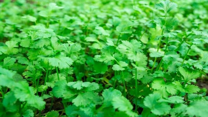 धनिया उत्पादन में मध्य प्रदेश का गुना जिला बना नंबर वन, फोटो साभार: Freepik