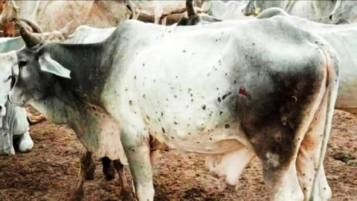 लंपी वायरस से बचाव के लिए अब तक 7 करोड़ से अधिक पशुं का टीकाकरण किया गया, फोटो: Google