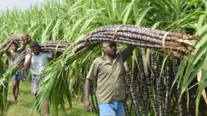 गन्ना किसान