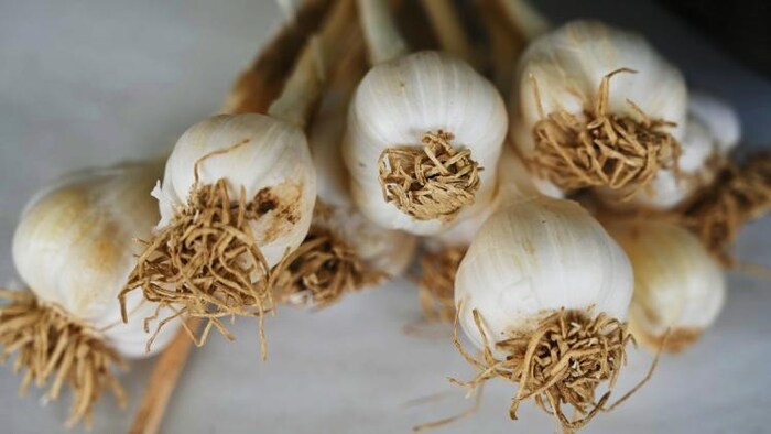 इतना कम क्यों हो गया लहसुन का दाम. (File Photo)