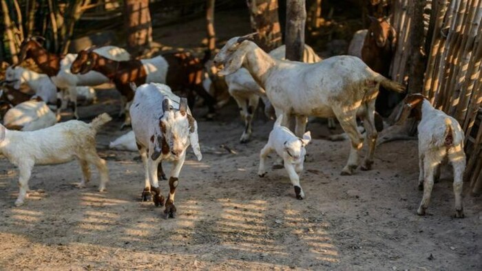 मध्य प्रदेश सरकरा बकरी पालन पर दे रही है खास सब्सिडी, फोटो साभार: Freepik