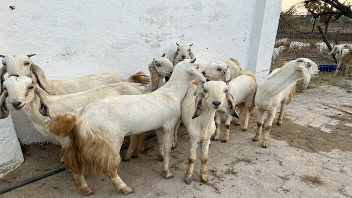 बकरियों का प्रतीकात्मक फोटो.