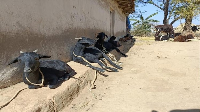 चामगुरु गांव में घर के बाहर बकरियां फोटोः किसान तक