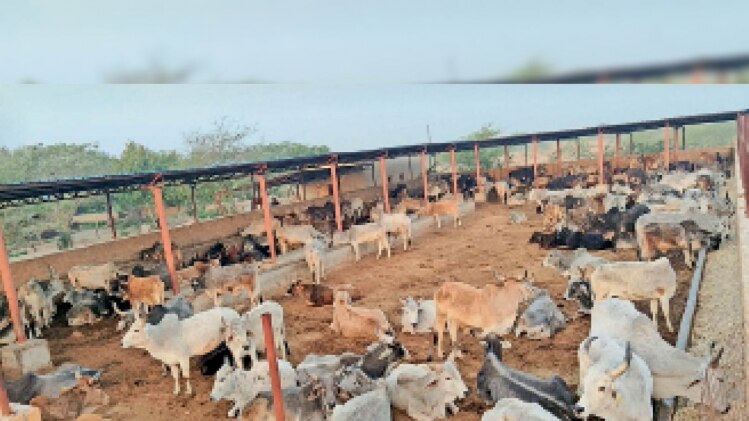 30000 निराश्रित गोवंश को गोआश्रय स्थलों में पहुंचाया गया