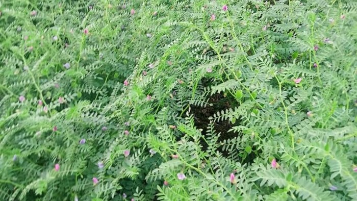 चने की फसल में लगता है फली छेदक कीट (Photo-ICAR).