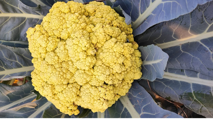 हरे रंग की फूल गोभी से बढ़ेगी किसानों की आय- सांकेतिक तस्वीर