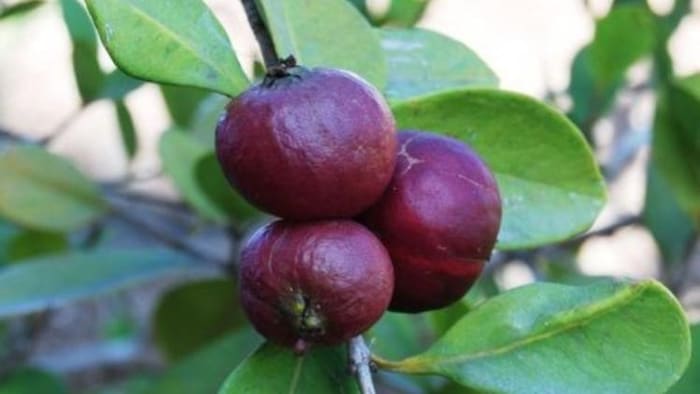 काले अमरूद की खेती