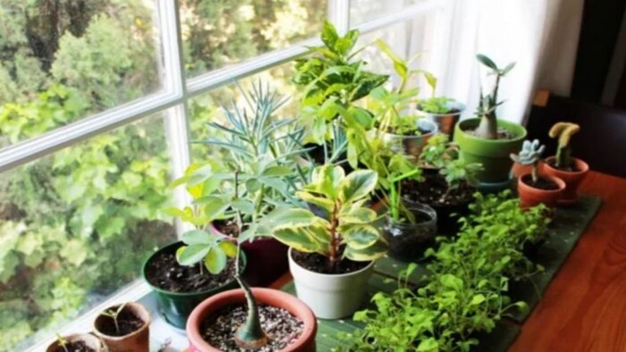 घर की बागवानी का बचाव