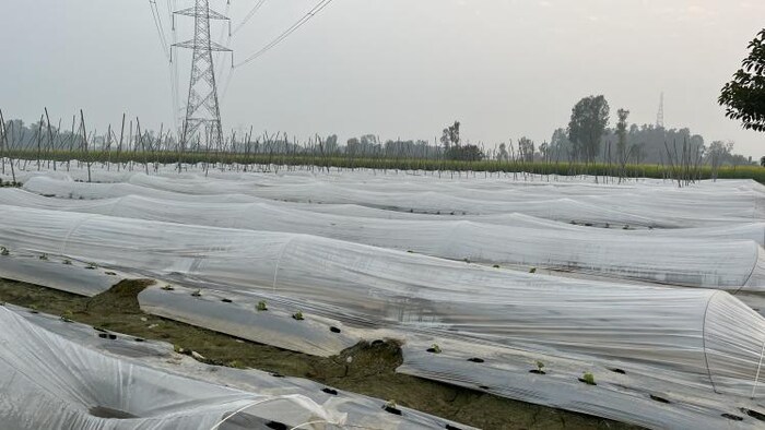 ठंड से पौधों के बचाव की तकनीक