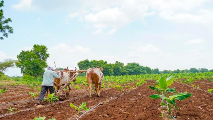 PMKSNY के तहत लाभार्थी की मृत्यु के बाद भी मिलता है लाभ (किसान की सांकेतिक तस्वीर freepik)