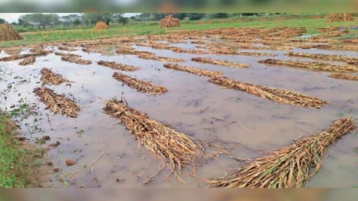 खराब मौसम से बर्बाद हुई फसल : सांकेतिक फोटो