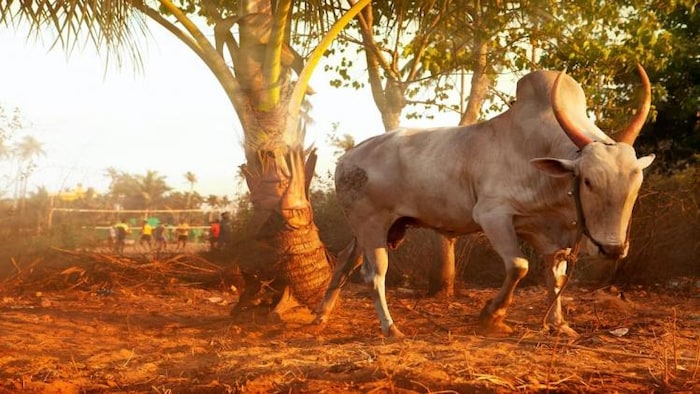 जल्लीकट्टू के सांडों का होता है स्पेशल डायट प्लान (फोटो-Unsplash)