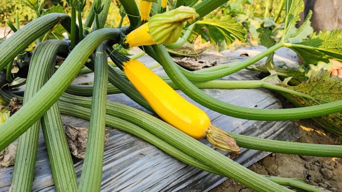 येलो स्क्वैश के फ़ायदे