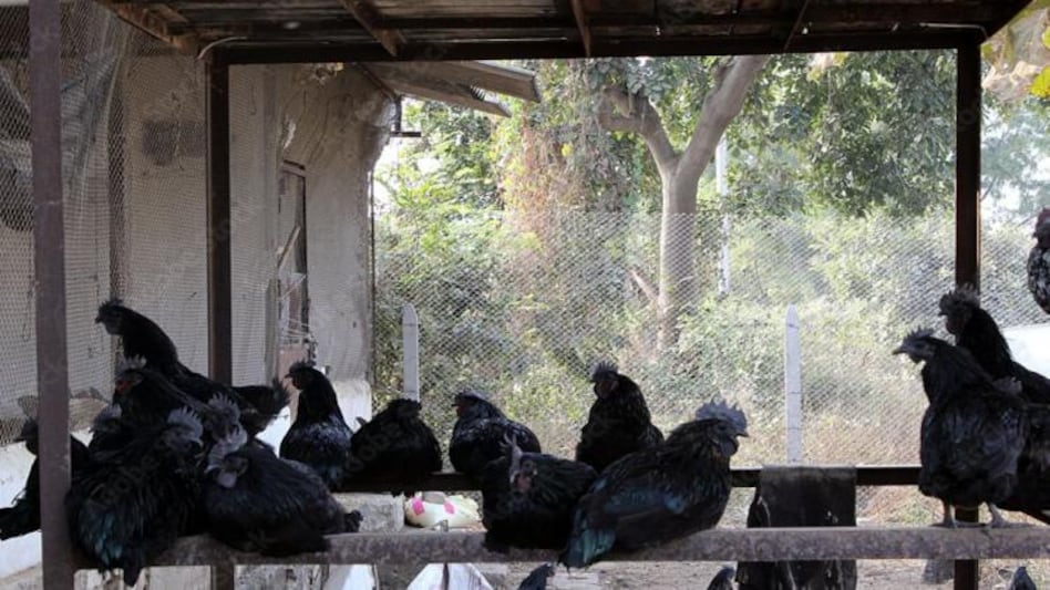 Kadaknath: किसानों के लिए फायदे का सौदा है कड़कनाथ मुर्गा, जानें इसे पालने का तरीका  Kadaknath: किसानों के लिए फायदे का सौदा है कड़कनाथ मुर्गा, जानें इसे पालने का तरीका