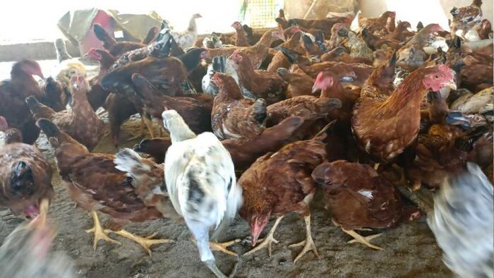 फोटो: किसान तक