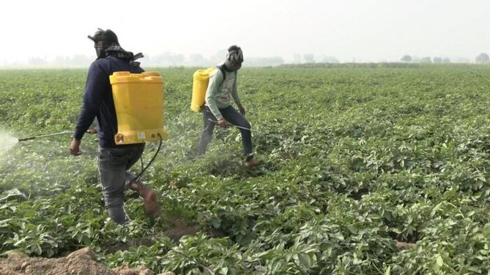 हरियाणा में ठंड और पाले (frost) से सरसों-सब्जियों की फसल बर्बाद हो गई है