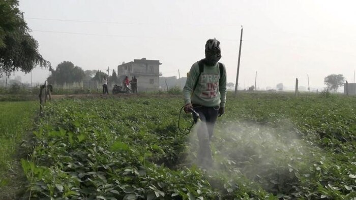 पाले से रबी फसलों को भारी नुकसान होने की संभावना है