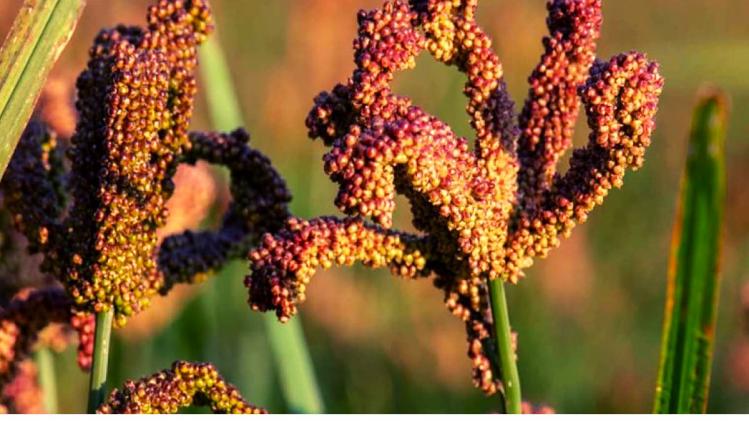 Millets: शरीर के ल‍िए जरूरी है फोलिक एसिड, इन मोटे अनाजों में भरपूर है इसकी मात्रा 