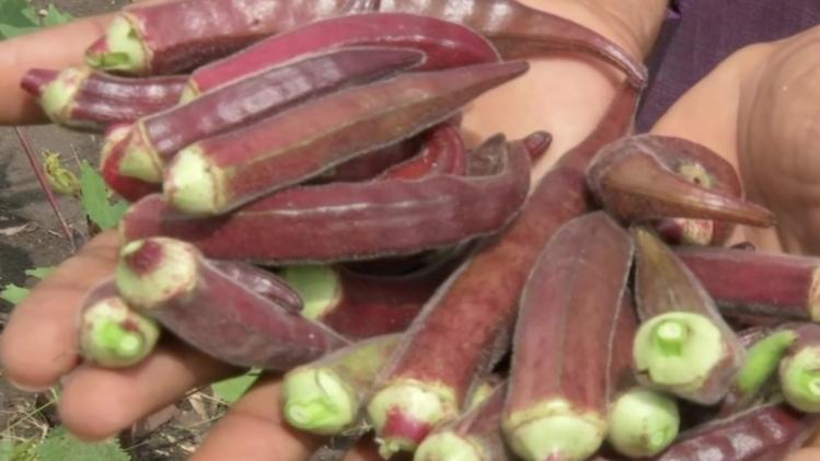 लाल भिंडी खाई आपने? प्रोटीन-आयरन से भरपूर इसके फायदे जान लीजिए लाल भिंडी खाई आपने? प्रोटीन-आयरन से भरपूर इसके फायदे जान लीजिए