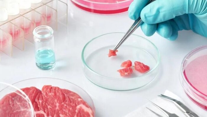 अब प्रयोगशाला में तैयार किया जा रहा मीट