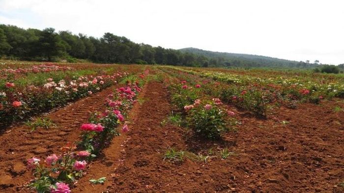 गुलाब उत्पादन में अव्वल है कर्नाटक, फोटो साभार: freepik